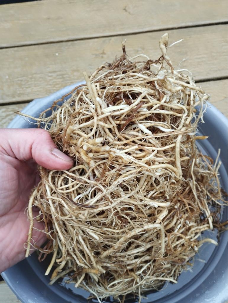 Vers geoogste Valeriaanwortel gratis, Tuin en Terras, Planten | Tuinplanten, Ophalen, Vaste plant, Halfschaduw, Kruiden