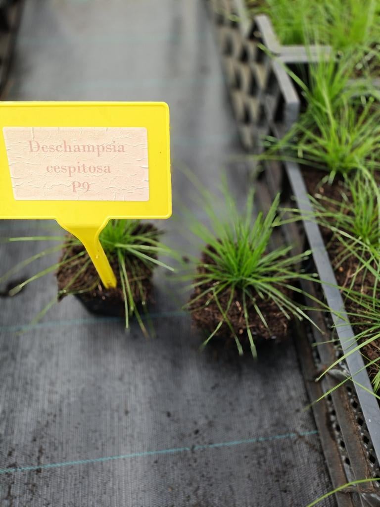 Deschampsia cespitosa P9, Tuin en Terras, Ophalen, Vaste plant, Overige soorten, Volle zon