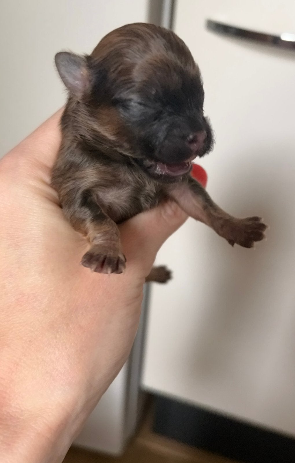 Chihuahua pup reu licht&donkerbruin & een zwart snoetje  ., Dieren en Toebehoren, Parvo, Reu, 8 tot 15 weken, Meerdere