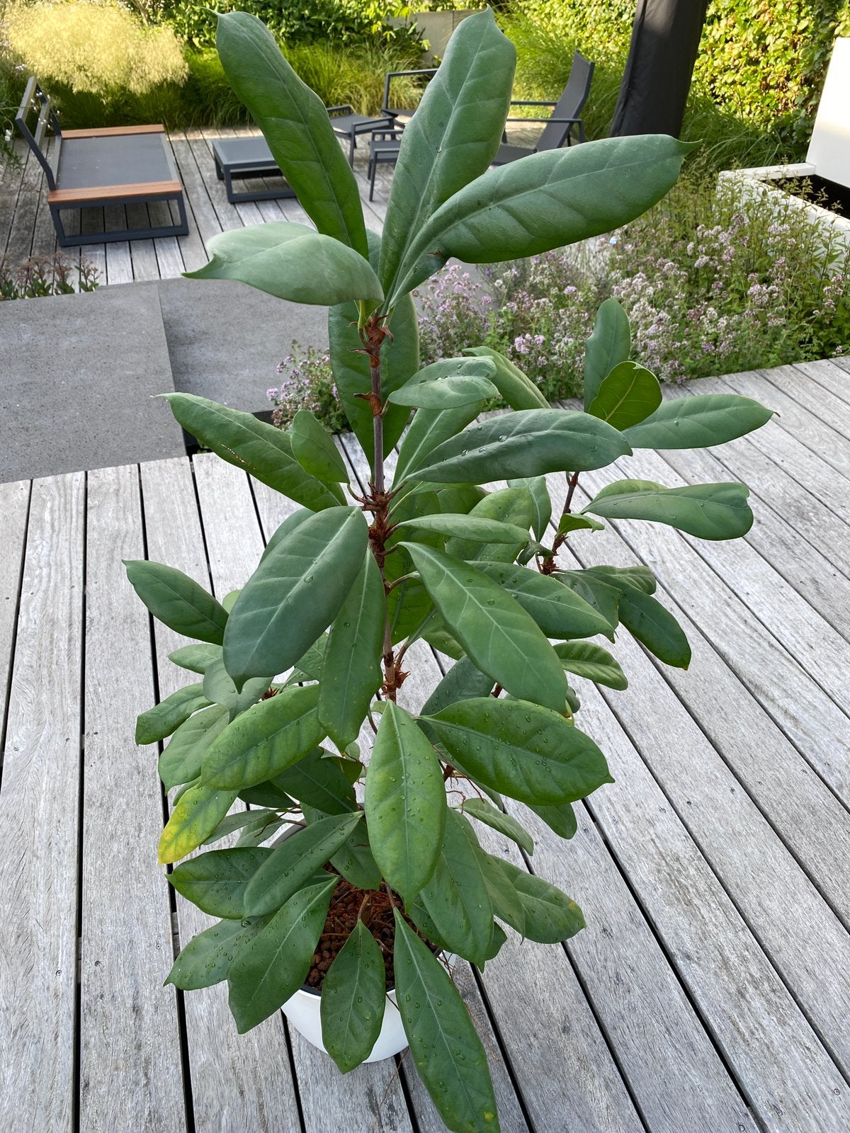 Afrikaanse Ficus, Ficus cyathistipula, Rubberboom, Ophalen, Overige soorten, Volle zon