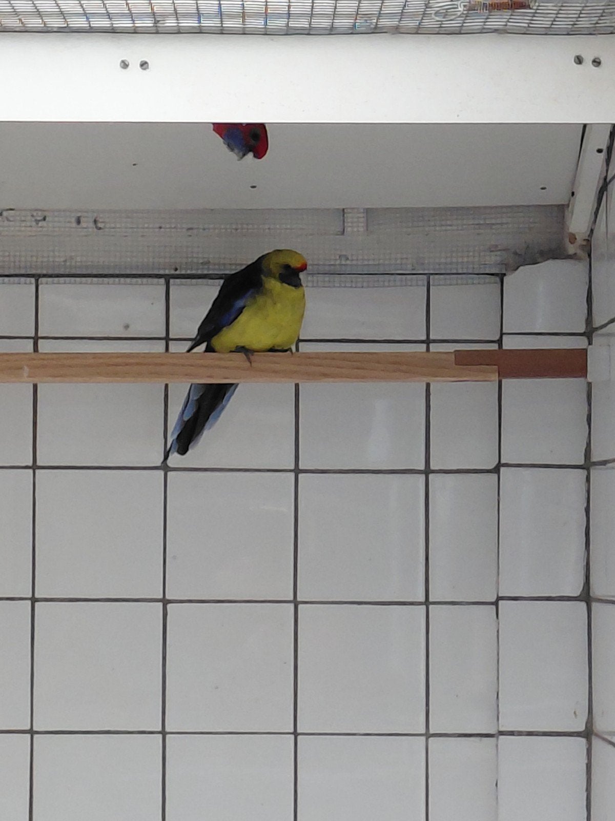 0-1 geelbuik rosella 2022, Dieren en Toebehoren, Vrouwelijk, Parkiet, Geringd