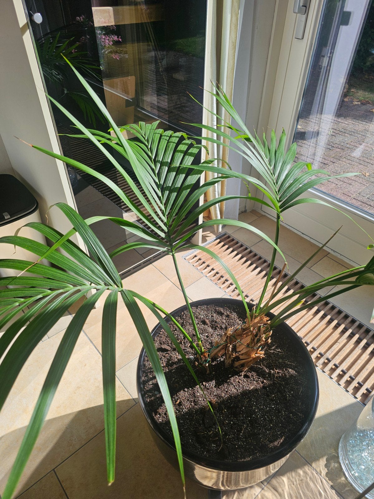 grote Kentia plant, Huis en Inrichting, Ophalen, Zwart, Eén