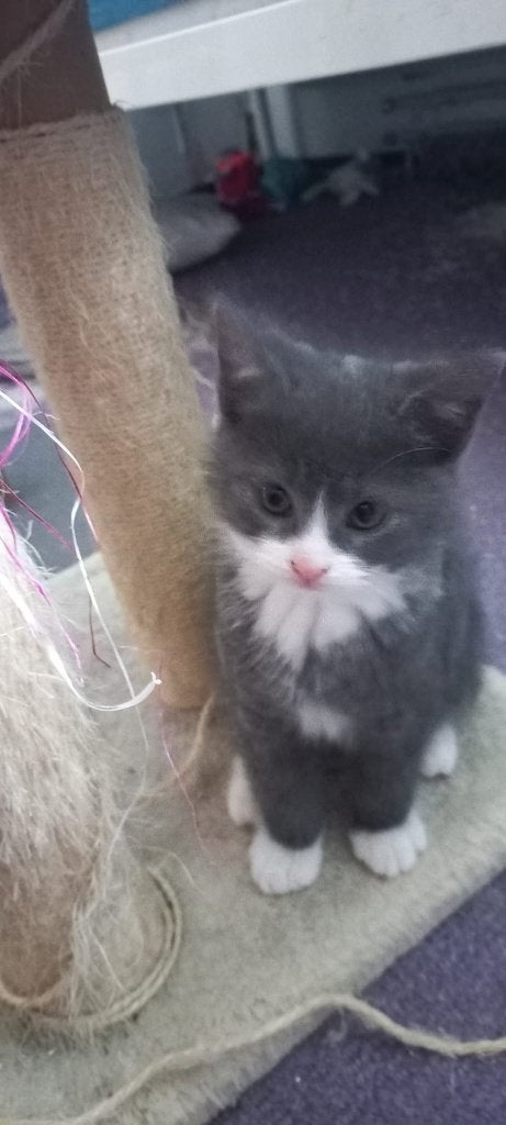 Kittens, Dieren en Toebehoren, Meerdere dieren, Kortharig, 0 tot 2 jaar