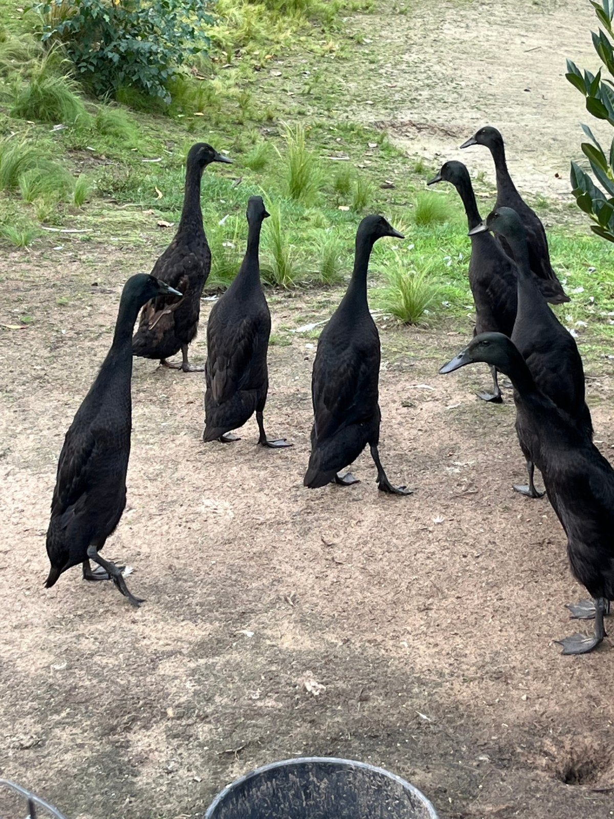Indische loopeenden, Meerdere dieren, Eend