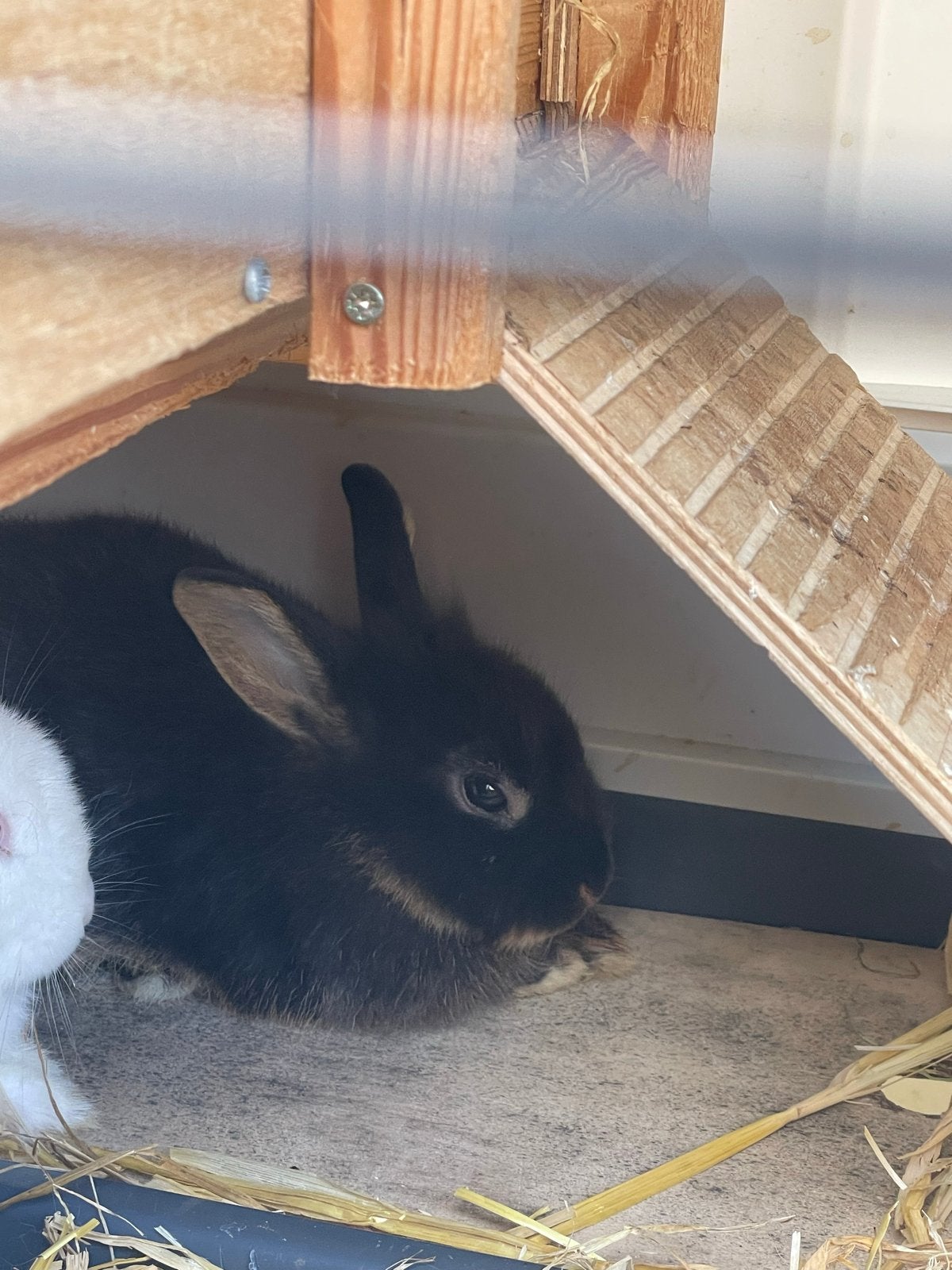 Black en tan leeuwenkopje, Dieren en Toebehoren, April, Vrouwelijk, Overige typen