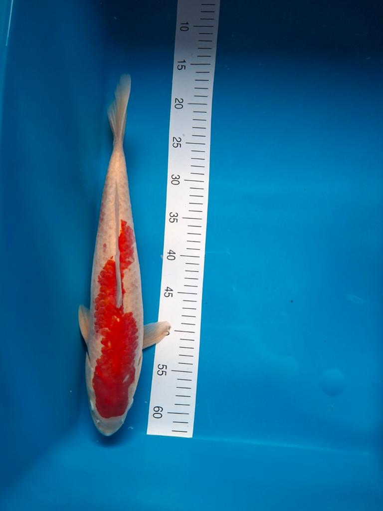 Koi Doitsu Kohaku 45 cm., Dieren en Toebehoren, Vissen | Vijvervissen, Karper of Koi