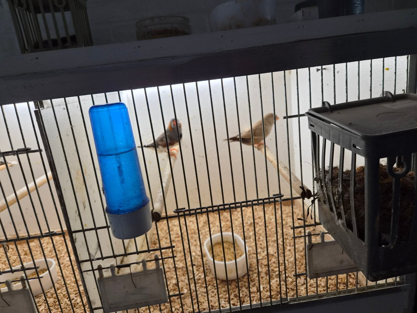 mooi koppel charcoal zebravinken, Dieren en Toebehoren, Meerdere dieren