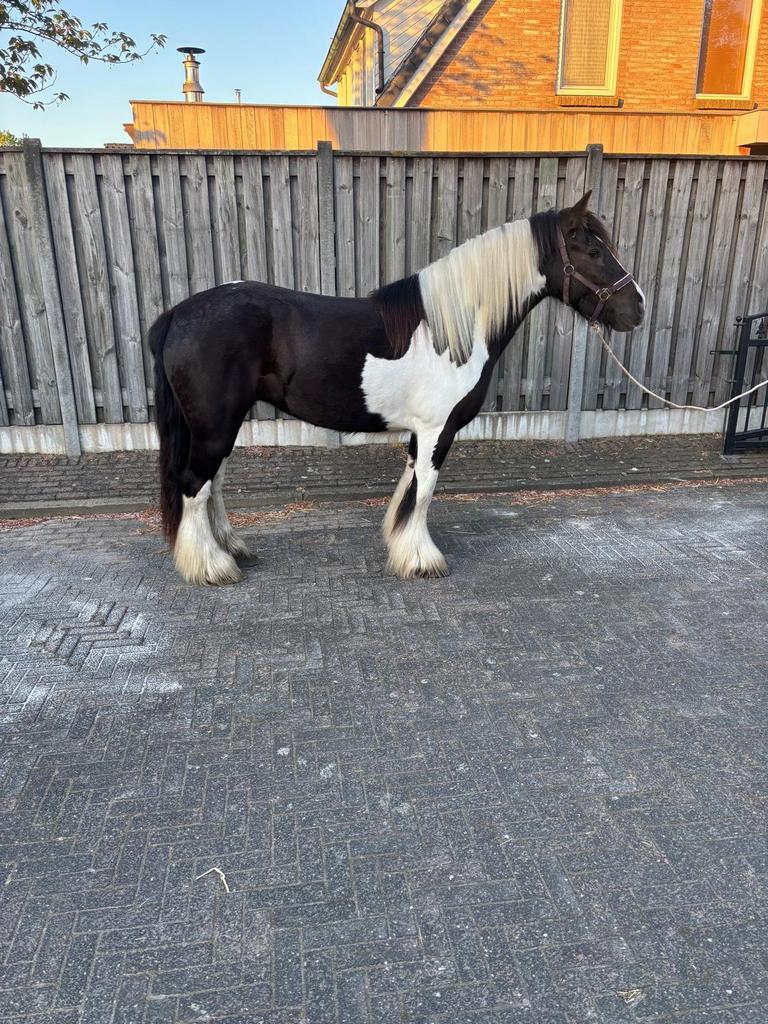 Lieve tinker merrie, Dieren en Toebehoren, Pony's, Zadelmak, 3 tot 6 jaar, Met stamboom, Recreatiepony