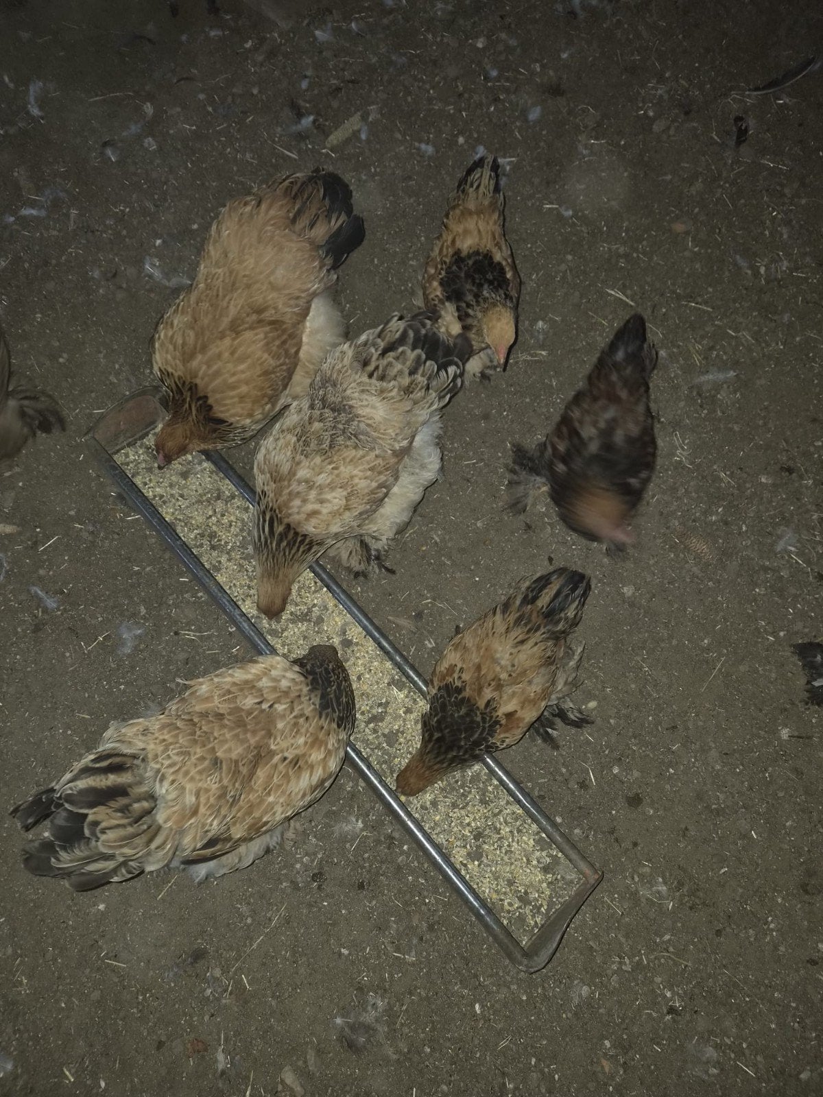Brahma kippen, Dieren en Toebehoren, Vrouwelijk, Kip