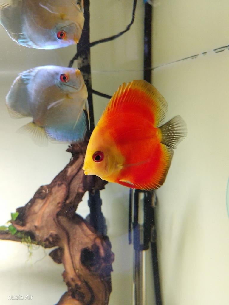 Discus vrouw red Melon, Vis