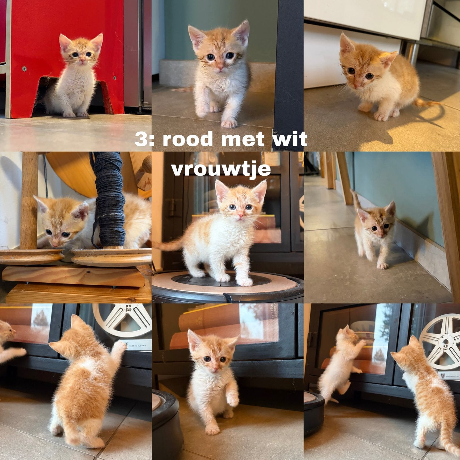 Lieve tamme Kittens, met de hand grootgebracht, Dieren en Toebehoren, Meerdere dieren, Kortharig, 0 tot 2 jaar