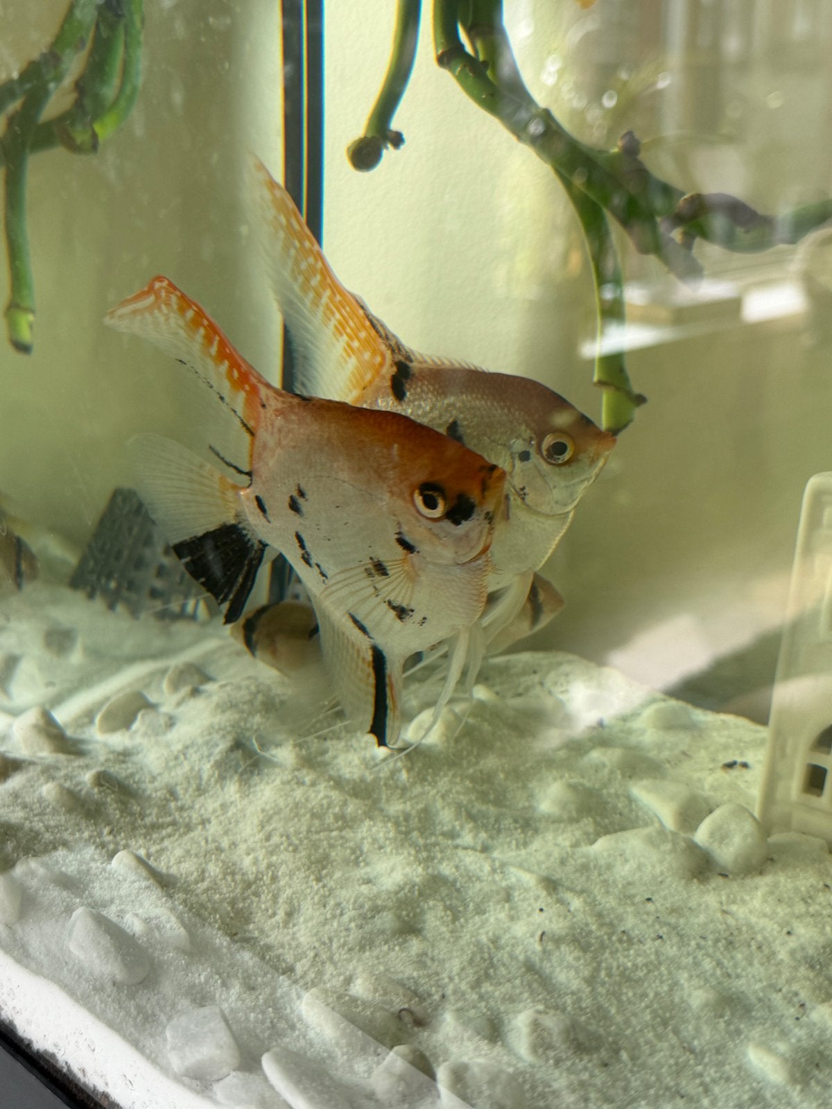 Angel Fish, Dieren en Toebehoren, Vis