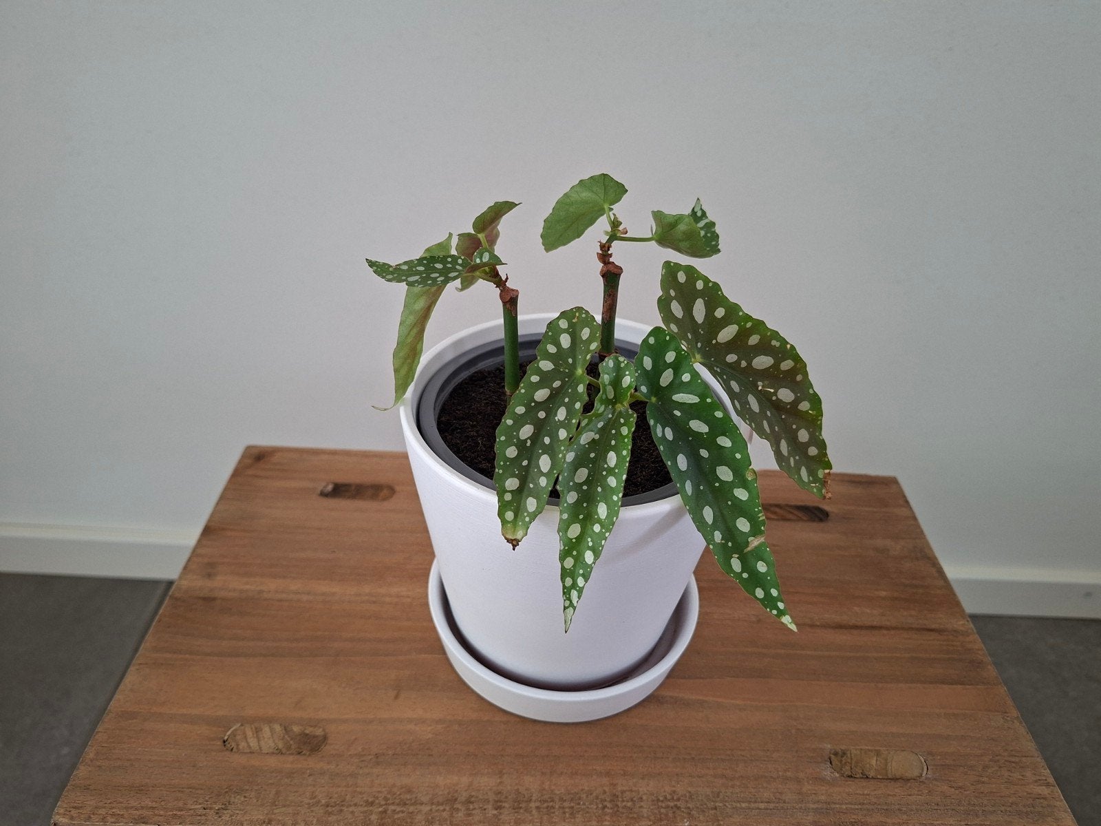 Begonia Maculata Raddi: Stippen begonia in witte bloempot., Ophalen, Halfschaduw, Minder dan 100 cm