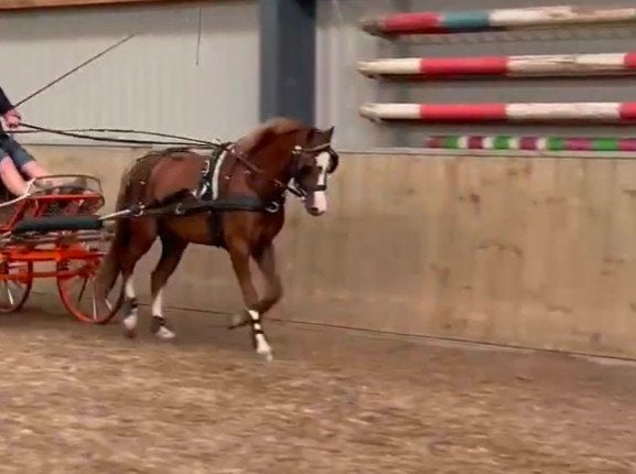 zarido welhs ruin, Met stamboom, Ruin, Niet van toepassing, 3 tot 6 jaar