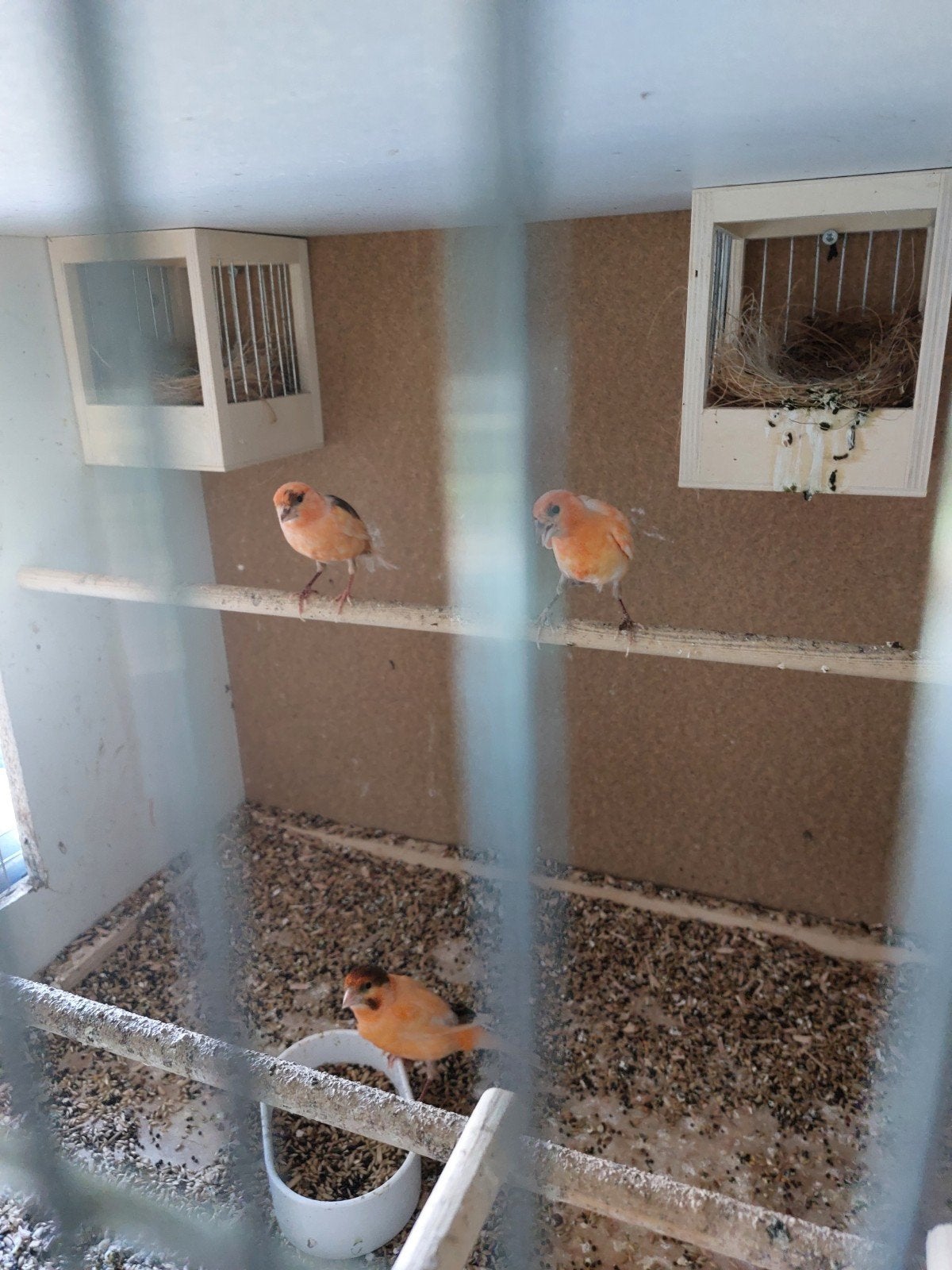 te koop 3 mooie kleur kanaries 2 poppen en 1 man