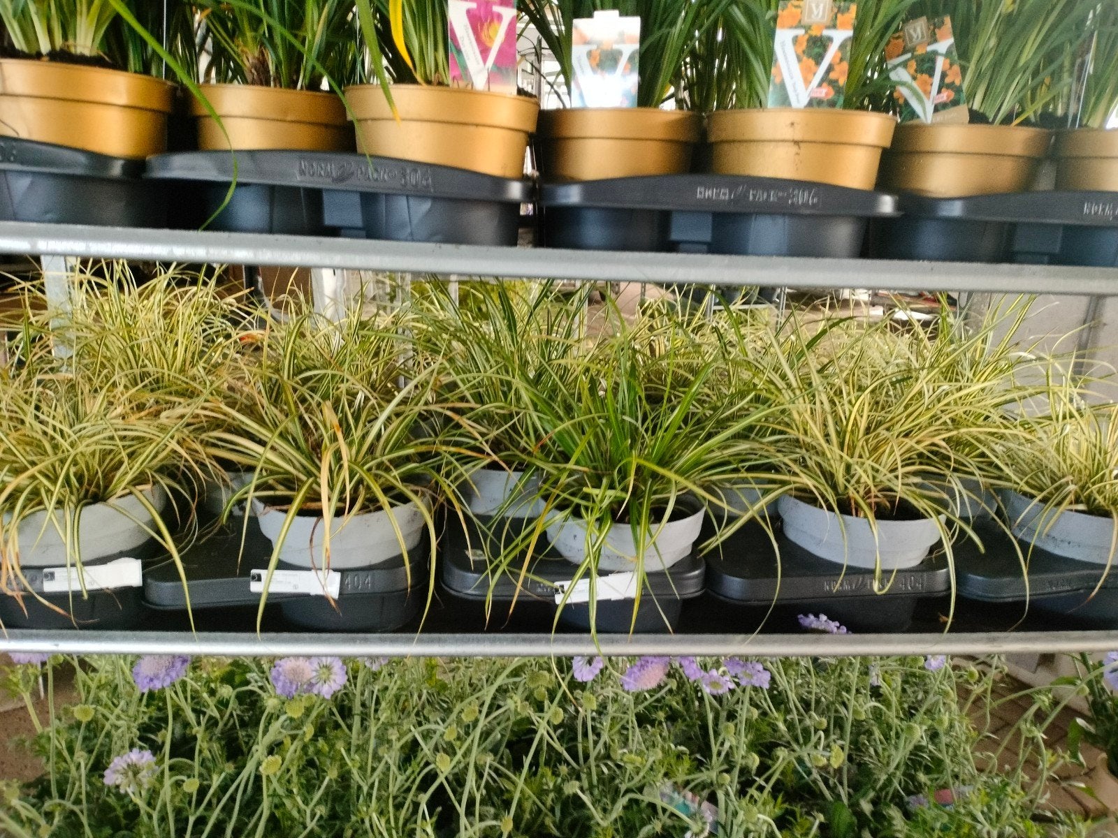 Carex - siergras, Ophalen