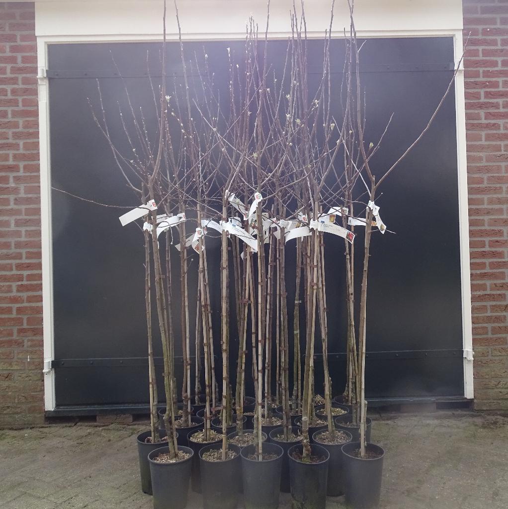 Aanbieding 25 halfstam appelbomen in pot, Ophalen, Lente, Volle zon, In pot