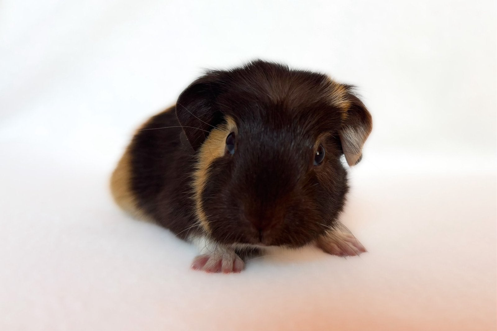 Lief choco-buff-wit engelsgekruind beertje, Cavia, Augustus, Mannelijk, Tam
