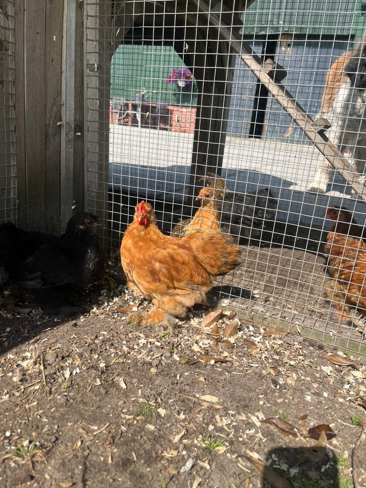 Cochin kriel haantje(s) kuikens 3 stuks, Dieren en Toebehoren, Pluimvee, Mannelijk, Kip