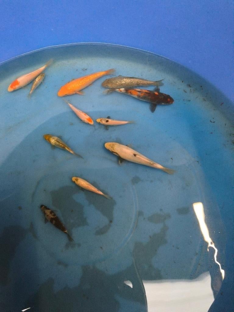 Tosai koi, Karper of Koi