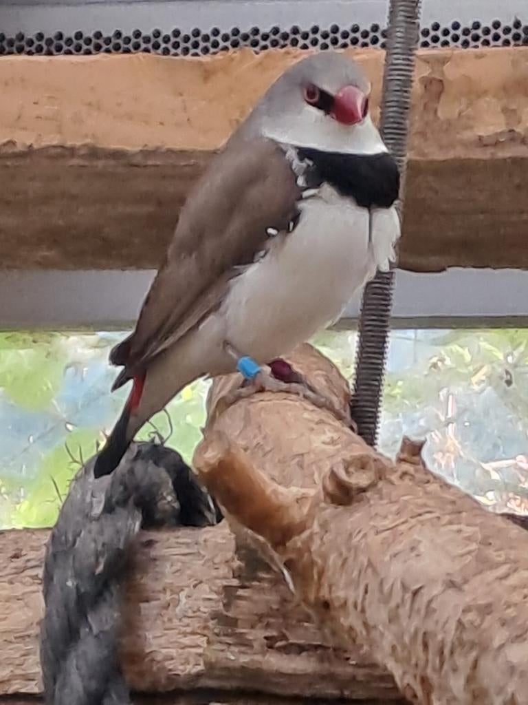 Diamantvink man, Dieren en Toebehoren, Mannelijk, Geringd