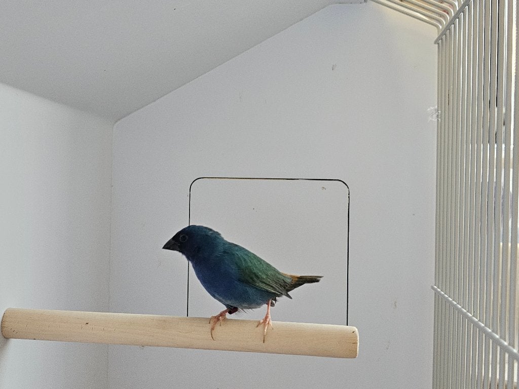 Forbes papegaaiamadine l Pop, Dieren en Toebehoren, Vogels | Overige Vogels, Vrouwelijk, Tropenvogel