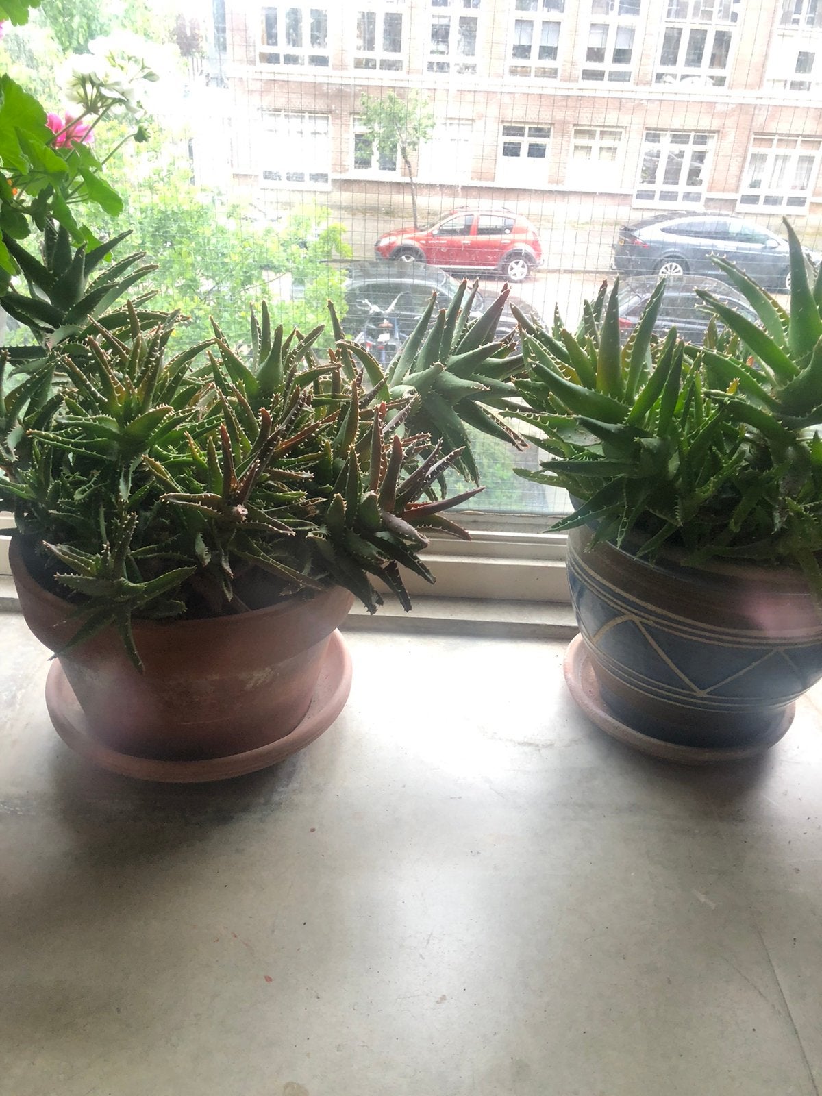 Aloua vera medicinala planten in pot, Ophalen, Rond, Zo goed als nieuw, Minder dan 40 cm