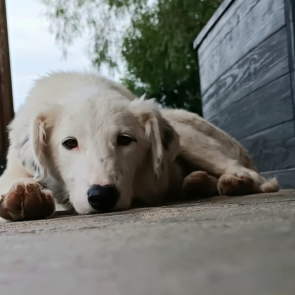 Niko, Niki en Dana zoeken hun eigen mandje, Dieren en Toebehoren, Honden | Niet-rashonden, Particulier, 15 weken tot 1 jaar, Buitenland