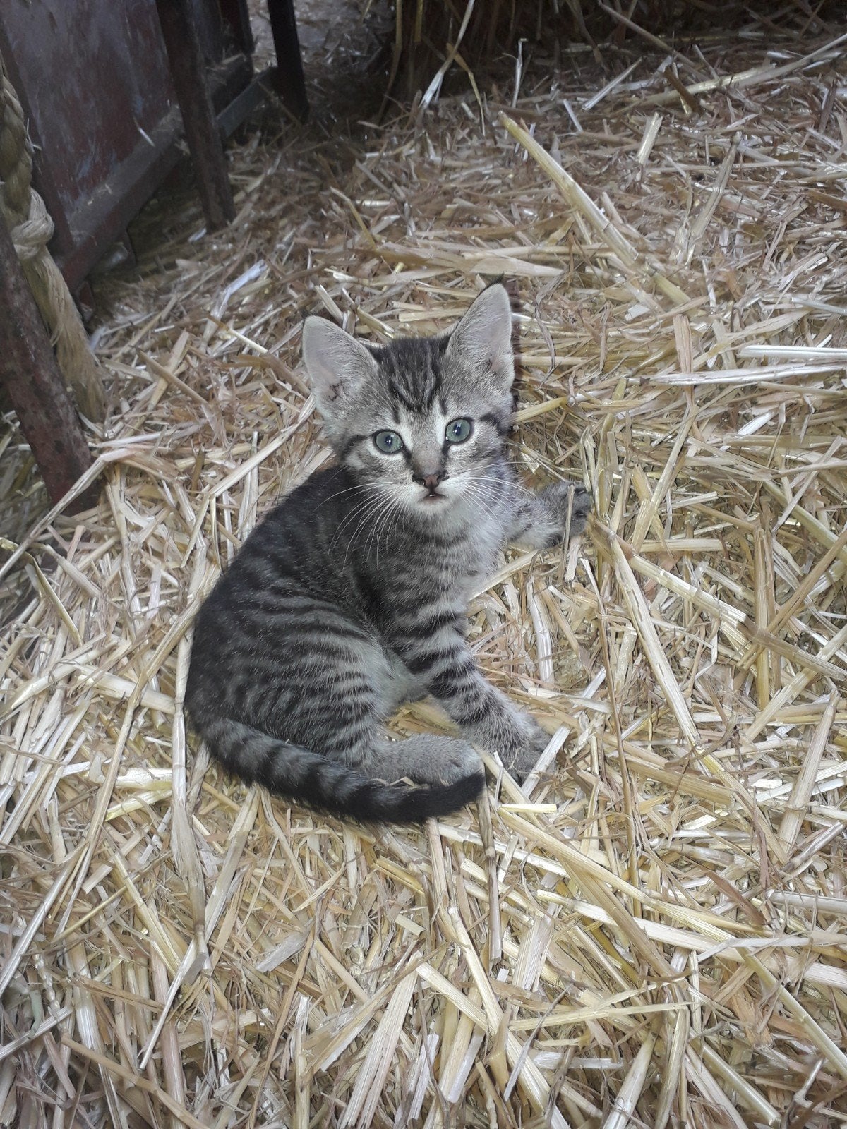 boerderij kittens, Dieren en Toebehoren, Katten en Kittens | Overige Katten, Meerdere dieren, Kortharig, 0 tot 2 jaar