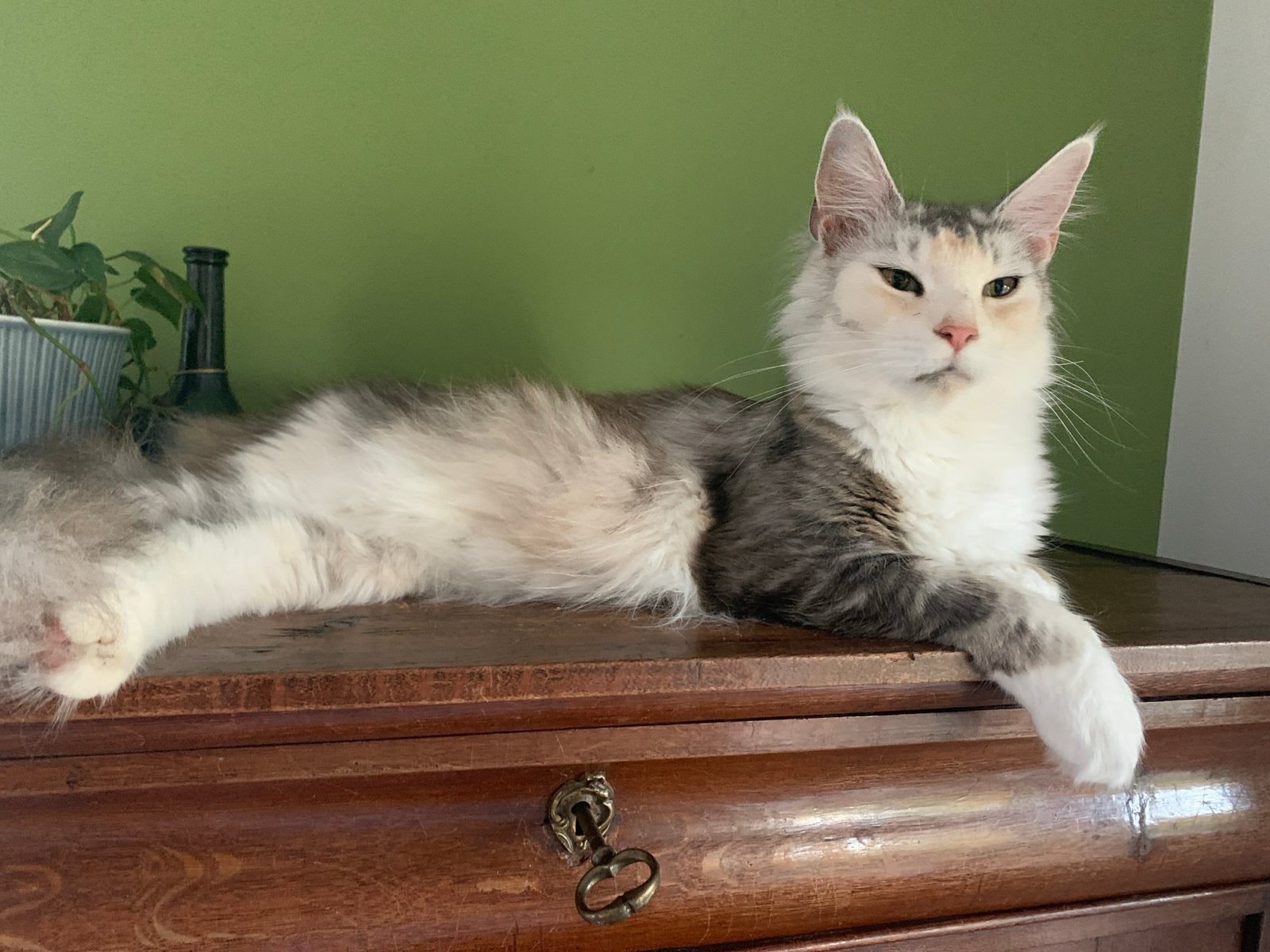 Prachtige maine coon jonge dame, Dieren en Toebehoren, Poes, Met stamboom, 0 tot 2 jaar