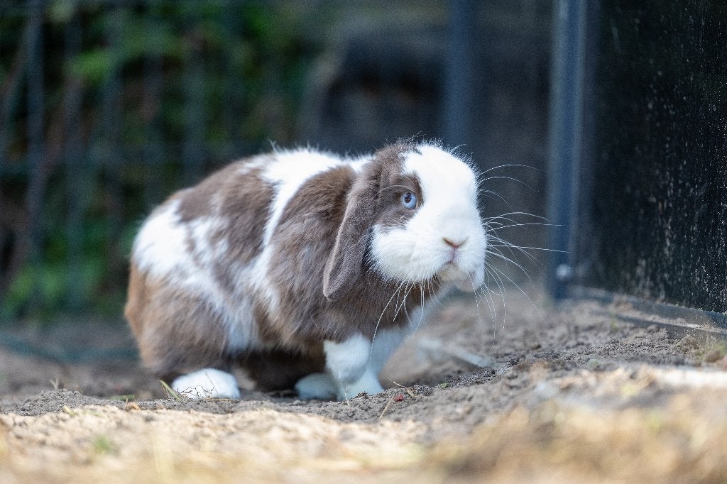 Gecastreerde rammen en enkele voedsters zoeken fijn plekje, Dieren en Toebehoren, Meerdere dieren, Klein, Hangoor