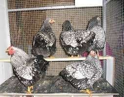 Wyandotte krielkippen, Dieren en Toebehoren, Vrouwelijk, Kip