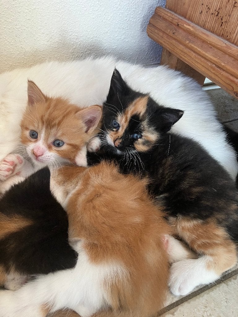 LIEVE KITTENS, Meerdere dieren, Ontwormd, 0 tot 2 jaar