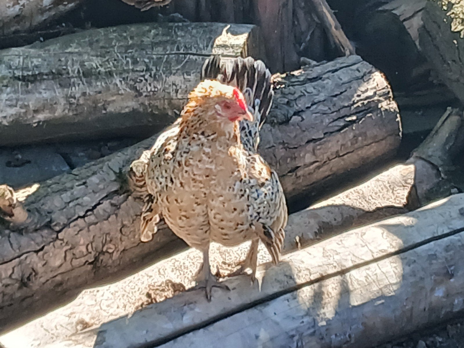 Chabo kip, Dieren en Toebehoren, Pluimvee, Vrouwelijk, Kip