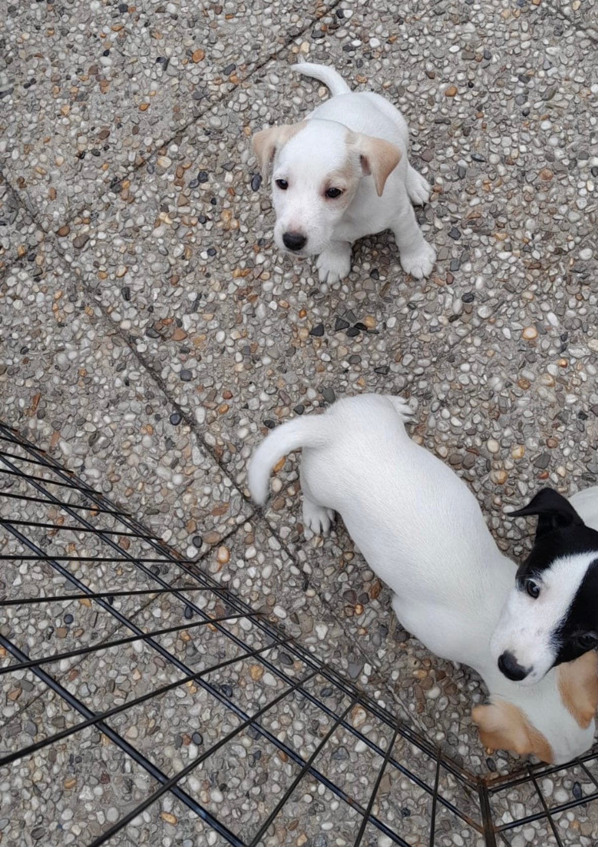 jack russel pups, 8 tot 15 weken, Parvo, Meerdere, Meerdere dieren