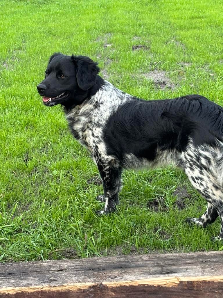Dekreu friese stabij, Dieren en Toebehoren, Honden | Retrievers, Spaniëls en Waterhonden, Parvo, 1 tot 2 jaar, Eén hond, Nederland
