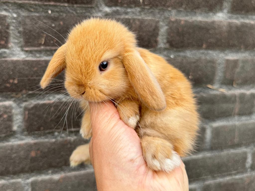 Lieve raszuivere Hangoordwergen/Minilops van zorgboerderij