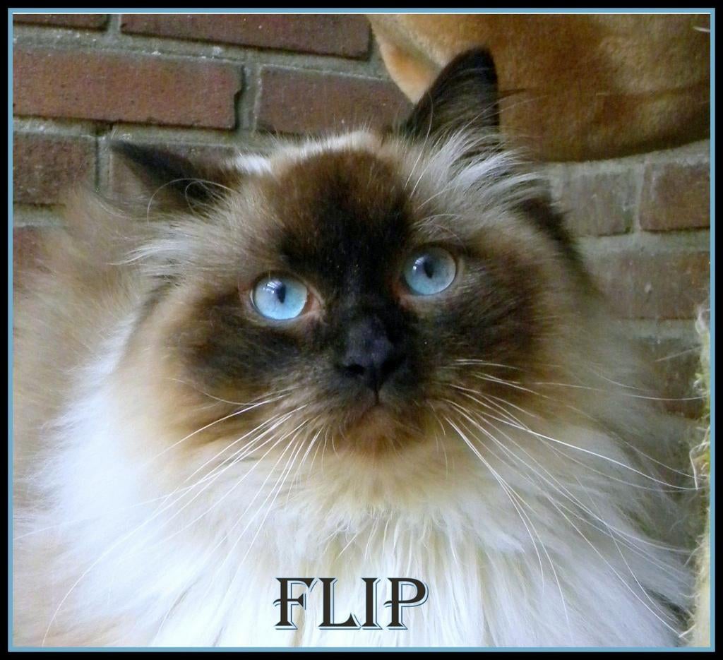 prachtige ragdoll katers ter dekking: seal +blue point +mink, Dieren en Toebehoren