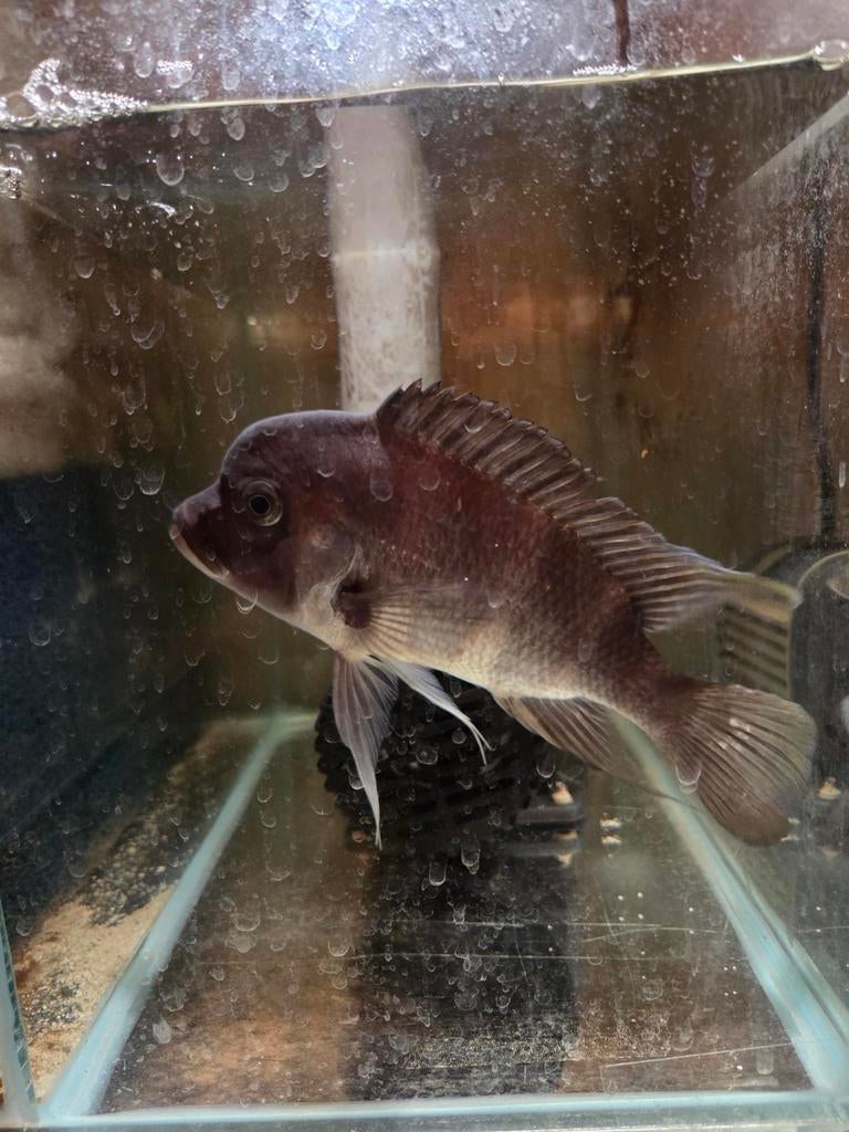 Frontosa cichliden, Vis, Zoetwatervis
