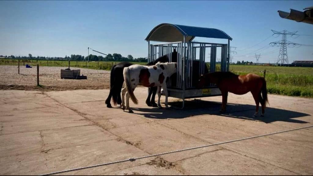 24/7 buiten stalling met schuilmogelijkheid, Amsterdam Noord, Dieren en Toebehoren, Weidegang, 2 of 3 paarden of pony's