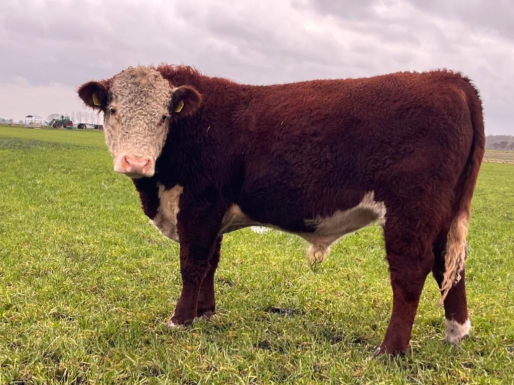 Hereford stieren, Mannelijk, 0 tot 2 jaar