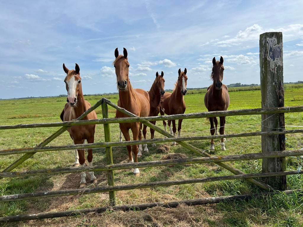 Mooie KWPN paarden, Merrie, Minder dan 160 cm, 0 tot 2 jaar
