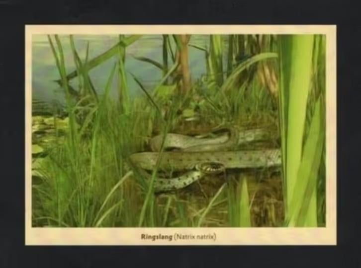 Ringslang Moeras Natuur Reptiel., Ophalen of Verzenden, 1980 tot heden, Ongelopen, Reptiel