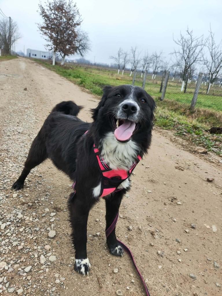Medyna – zachte ziel met een rustig hart, Dieren en Toebehoren, Honden | Niet-rashonden, Middel, Teef, Particulier, Eén hond, Buitenland