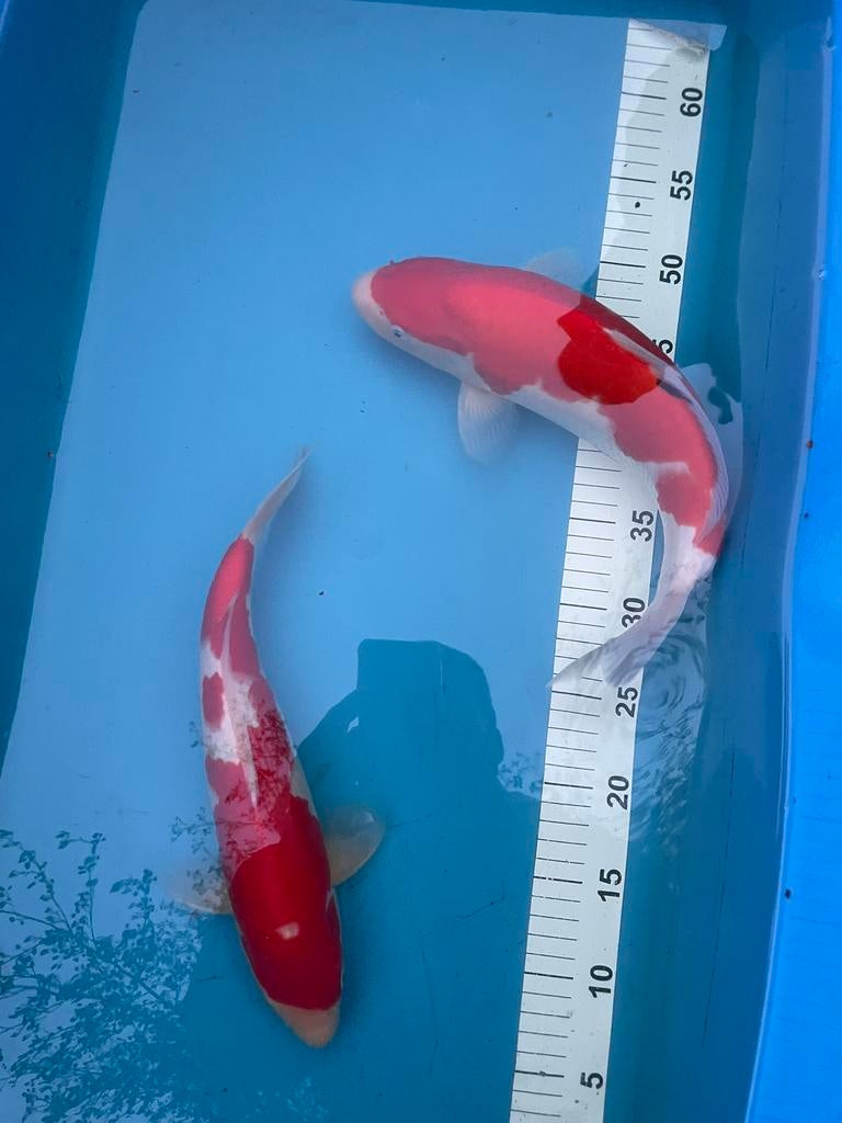 Kohakus, Karper of Koi