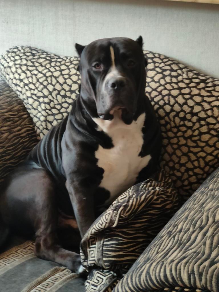 Amerikaanse bully dekking, Reu, CDV (hondenziekte), Eén hond, 3 tot 5 jaar