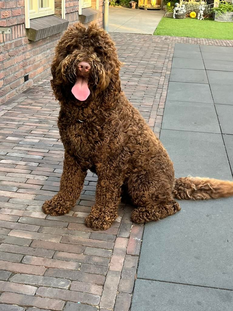 Labradoodle Dekreu f5 met australian bloed niet te koop !, Parvo, Reu, 1 tot 2 jaar, Eén hond