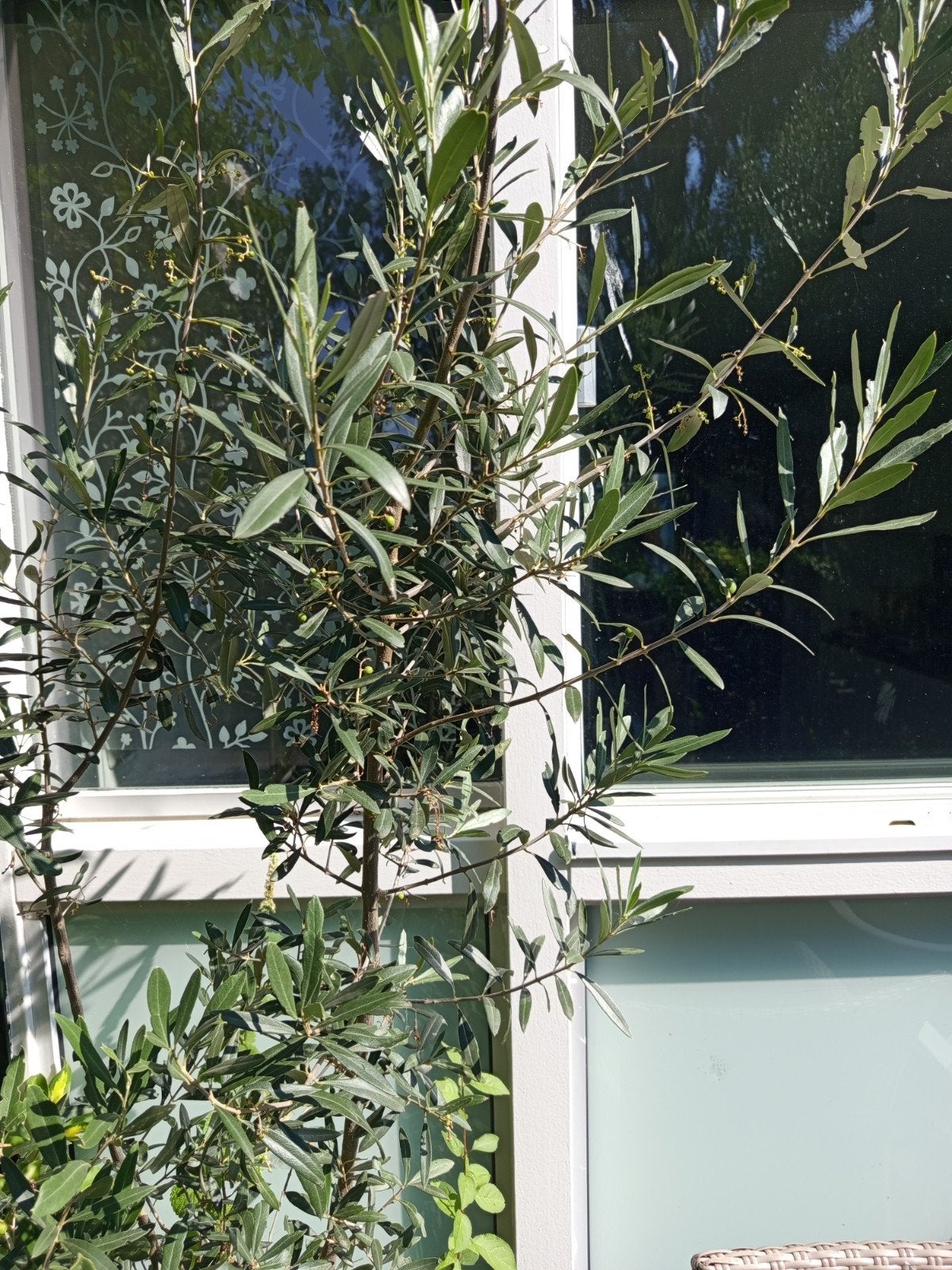 Jonge olijfboom in pot, Overige soorten, Volle zon, Vaste plant, Ophalen of Verzenden