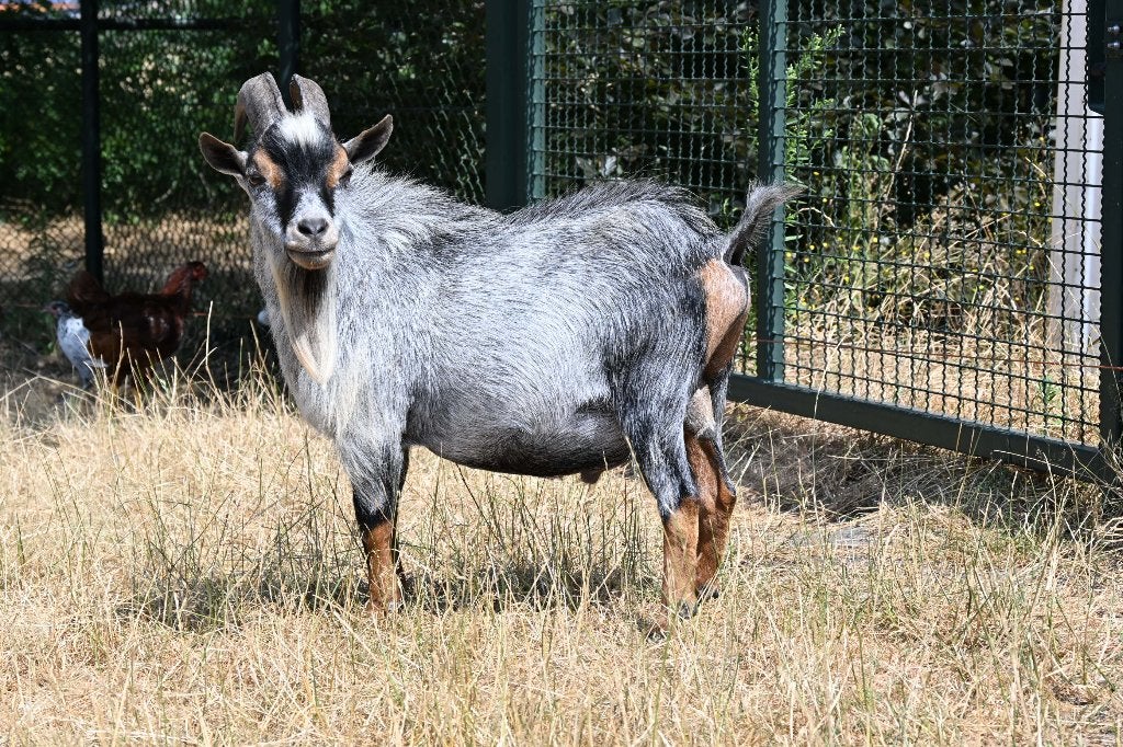geiten bok blauwschimmel, Mannelijk, Geit, 3 tot 5 jaar