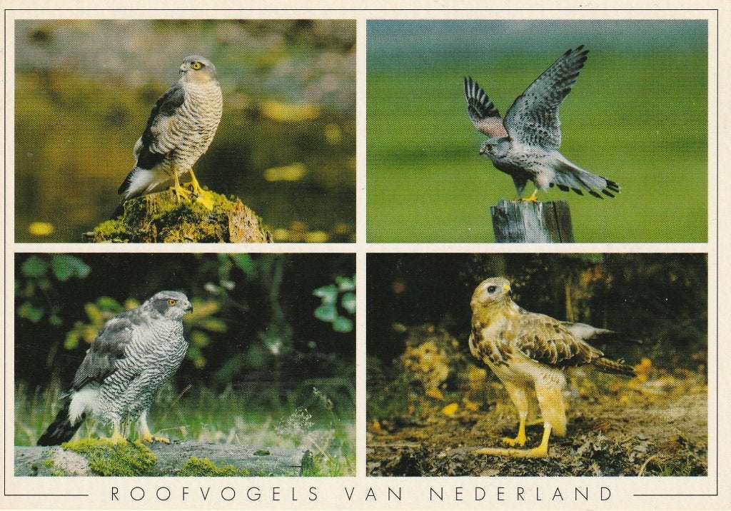 SPERWER TORENVALK HAVIK JAREN 80 ZEER MOOIE OUDE KAART KO348, Ophalen of Verzenden, 1960 tot 1980, Ongelopen